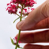 Red Valerian